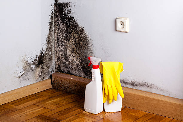 Trusted Mount Angel, OR Mold Removal Experts